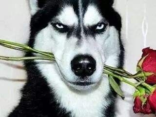 网站建设教程之如何注册域名